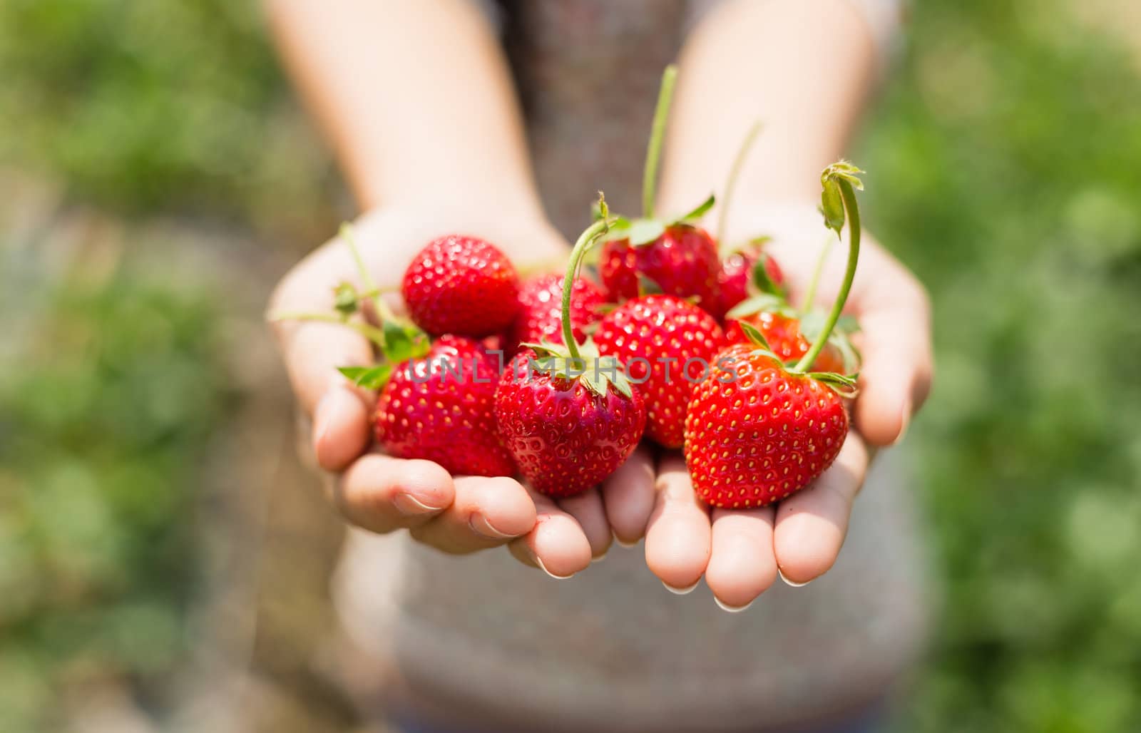 strawberry on woman hands by moggara12