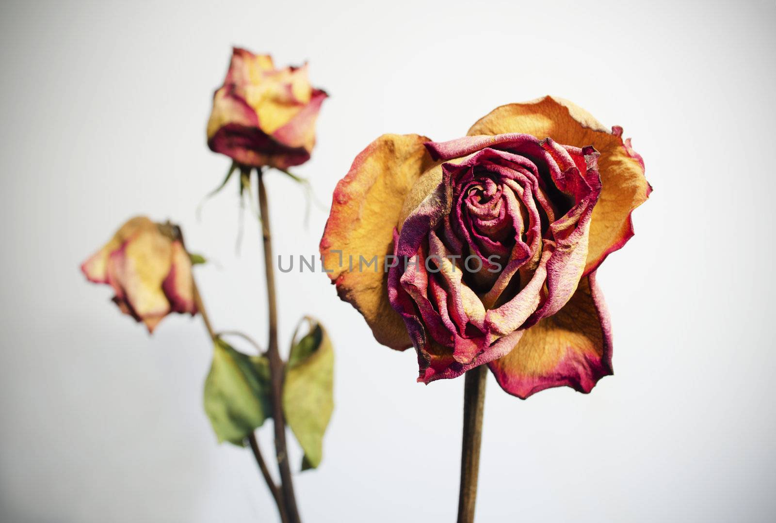 Three withered roses on a white background with vignetting.