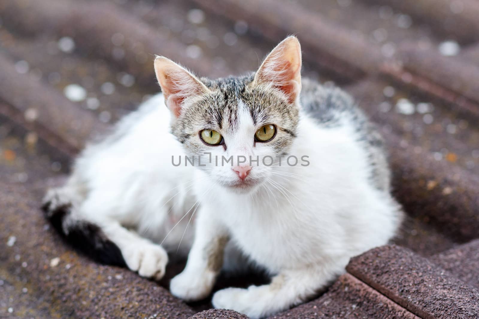 close up front view of cat on tile roof with shallow focus