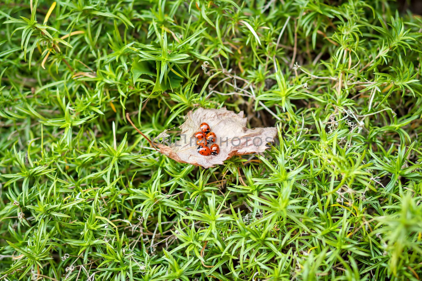 ladybugs on a dry leaf and green background