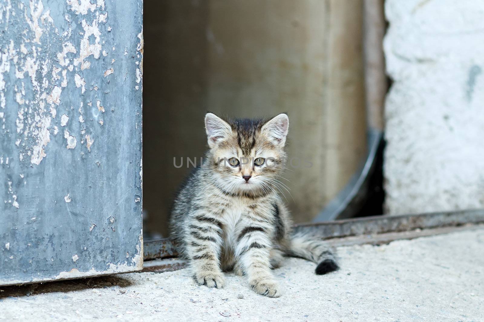portrait of small baby cat, rural scene, shallow focus
