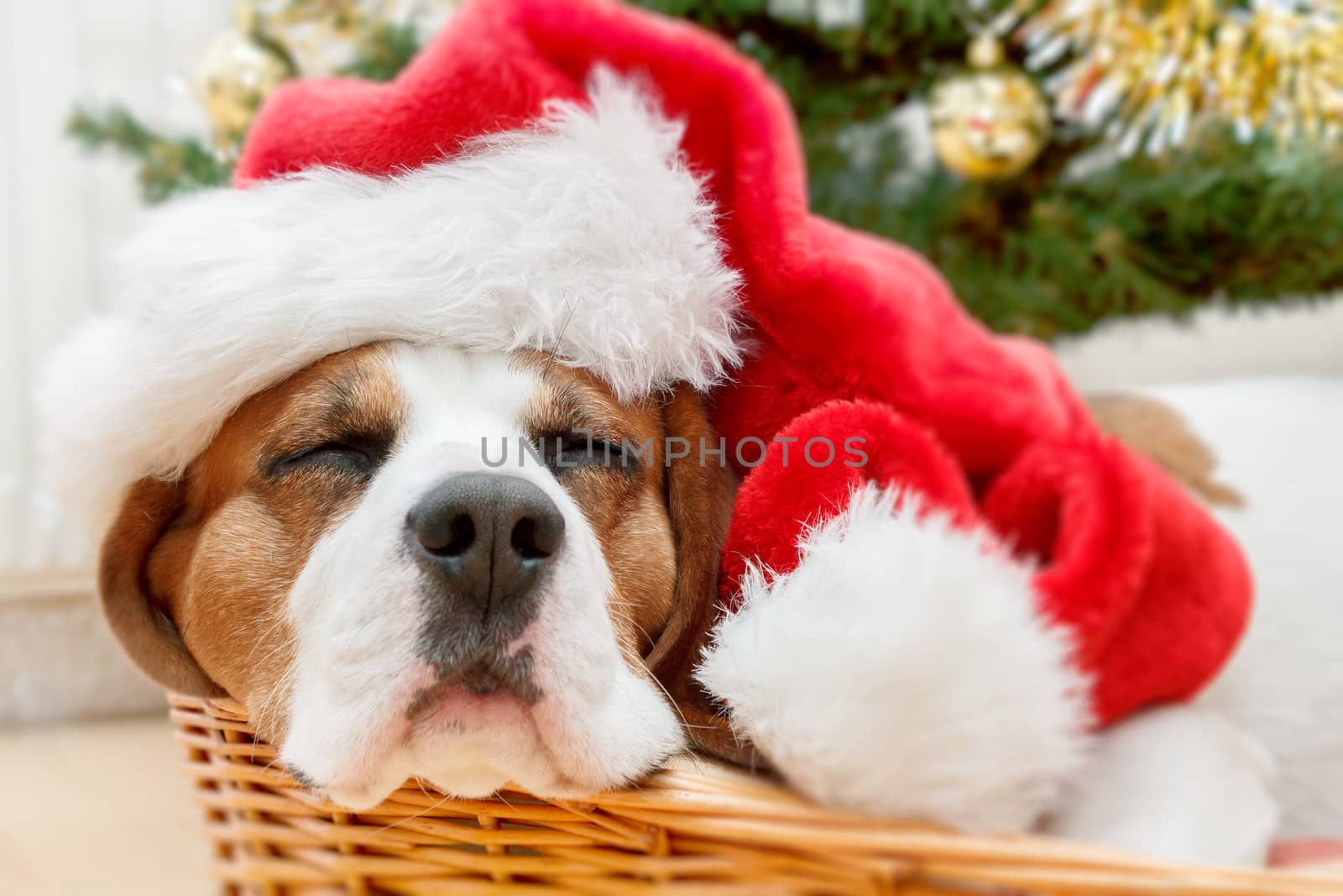 sleeping dog weared to to red santa hat with christmas tree in background