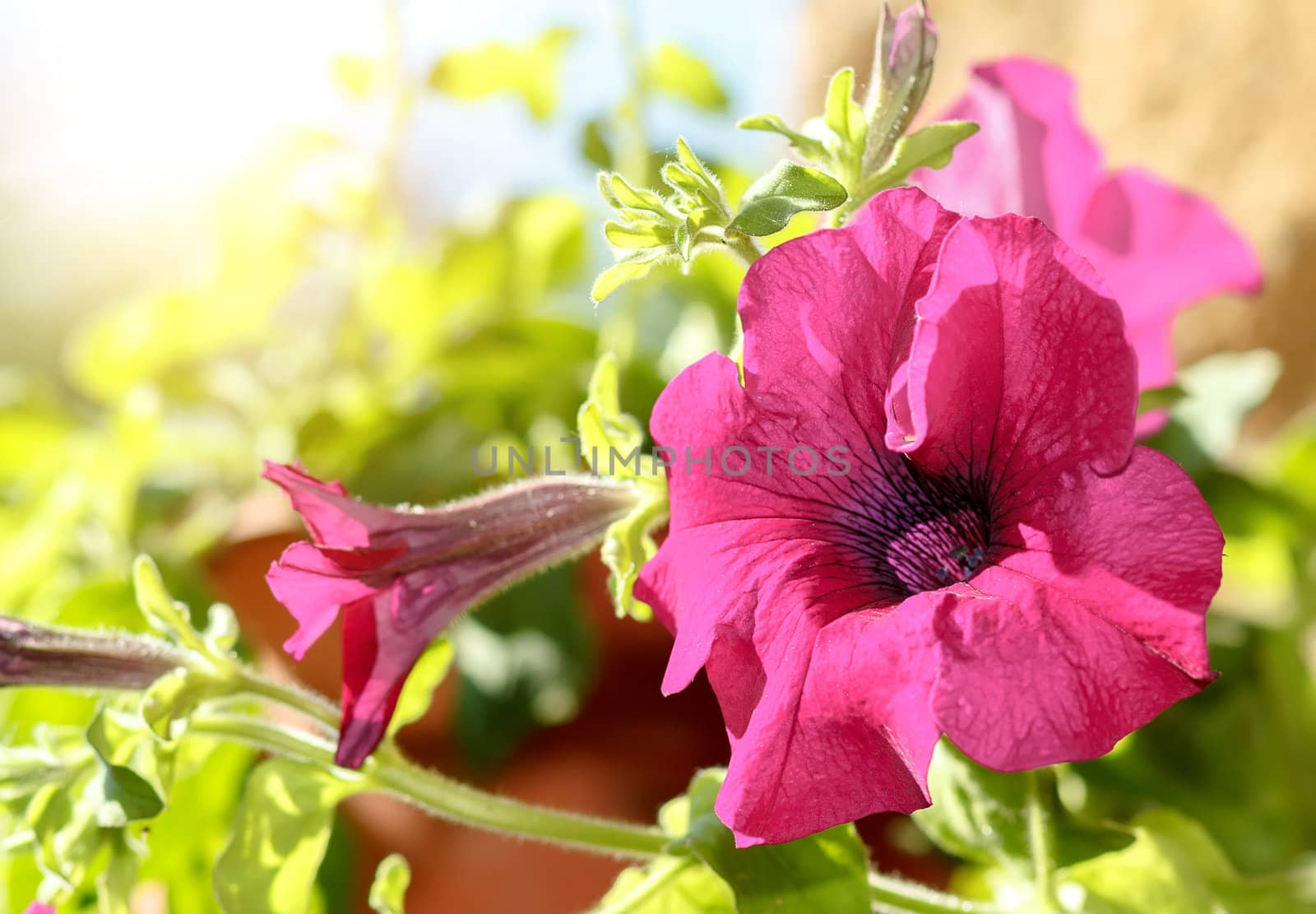 Pink flower Petunia Surfinia Vein in garden