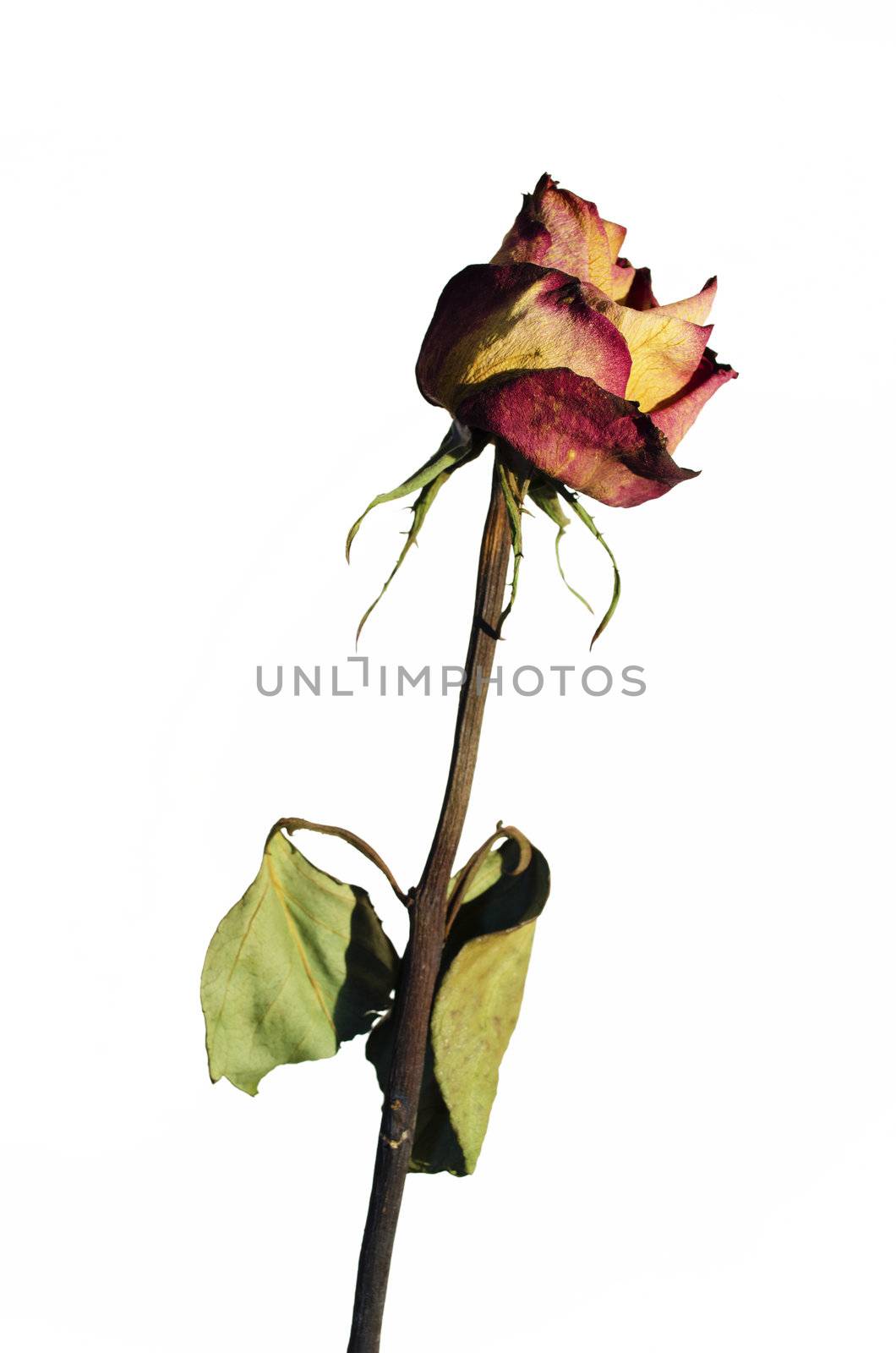 Withered rose on a white background with vignetting.