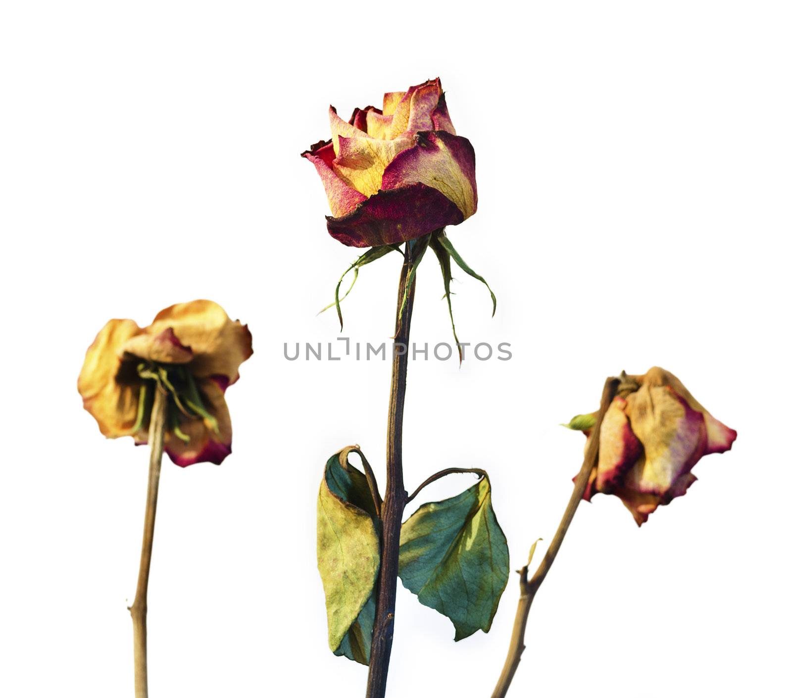 Three withered roses on a white background with vignetting.