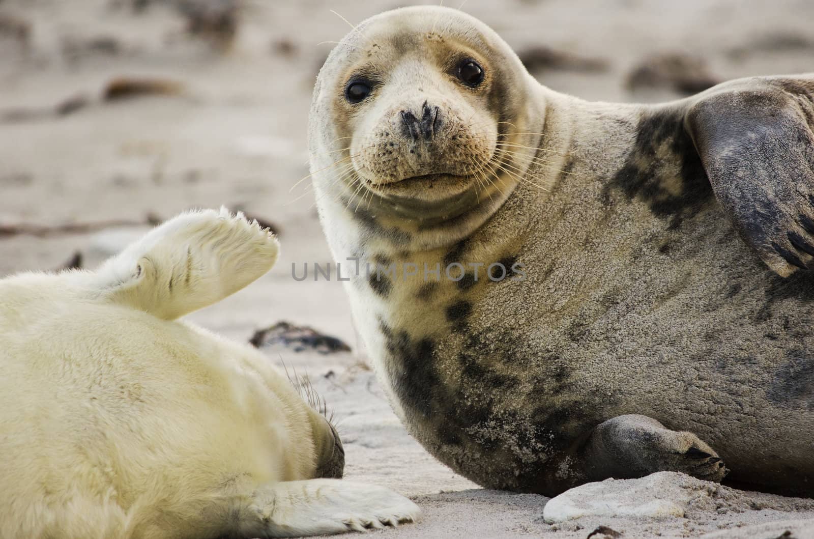 Gray seal mother and child by nprause