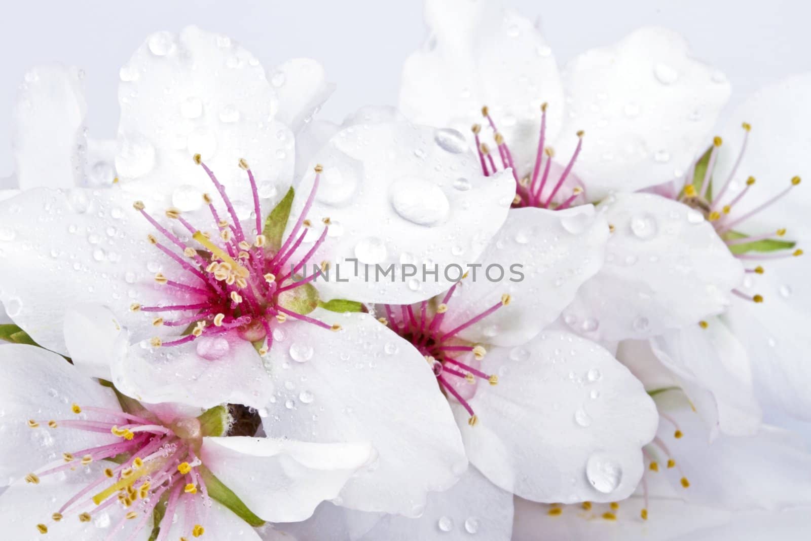 Blossoming almond flowers close up
