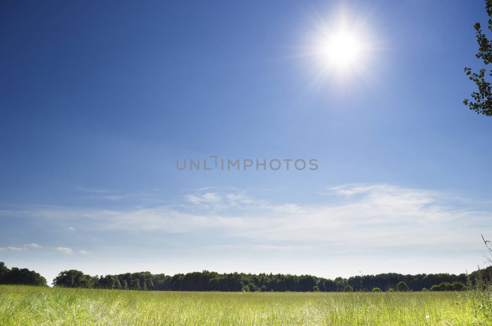 The sun over a meadow on a bright summer day.