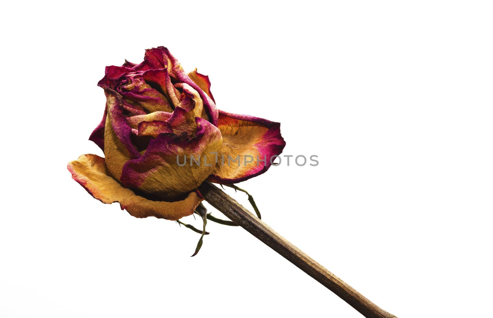 A whithered rose isolated on white background