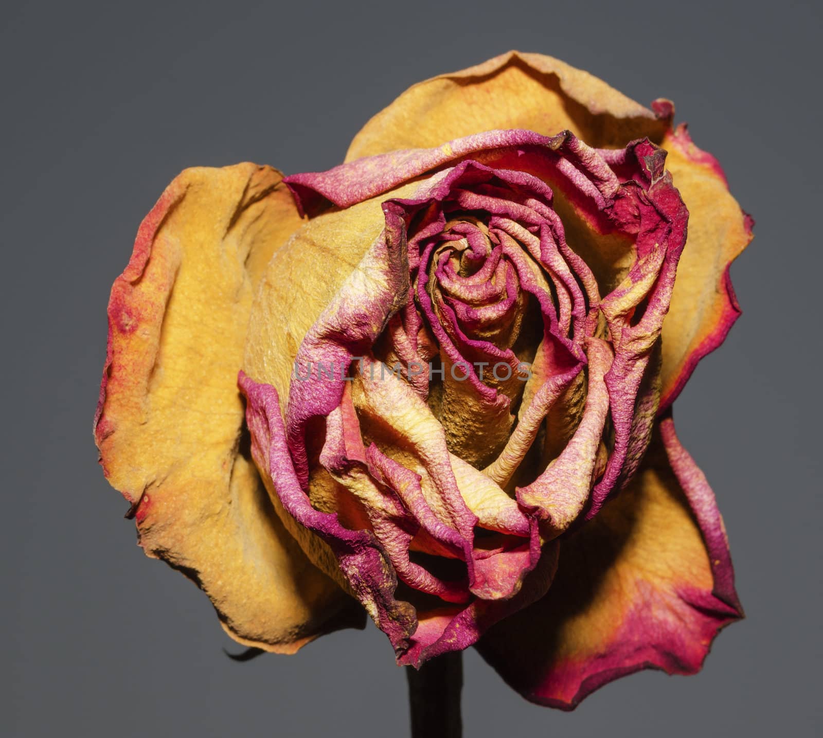 A whithered rose on a gray background