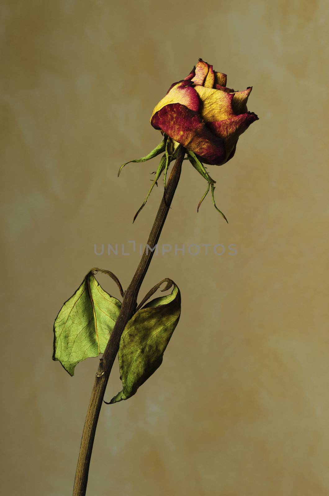 A Withered rose on a yellow textured background.