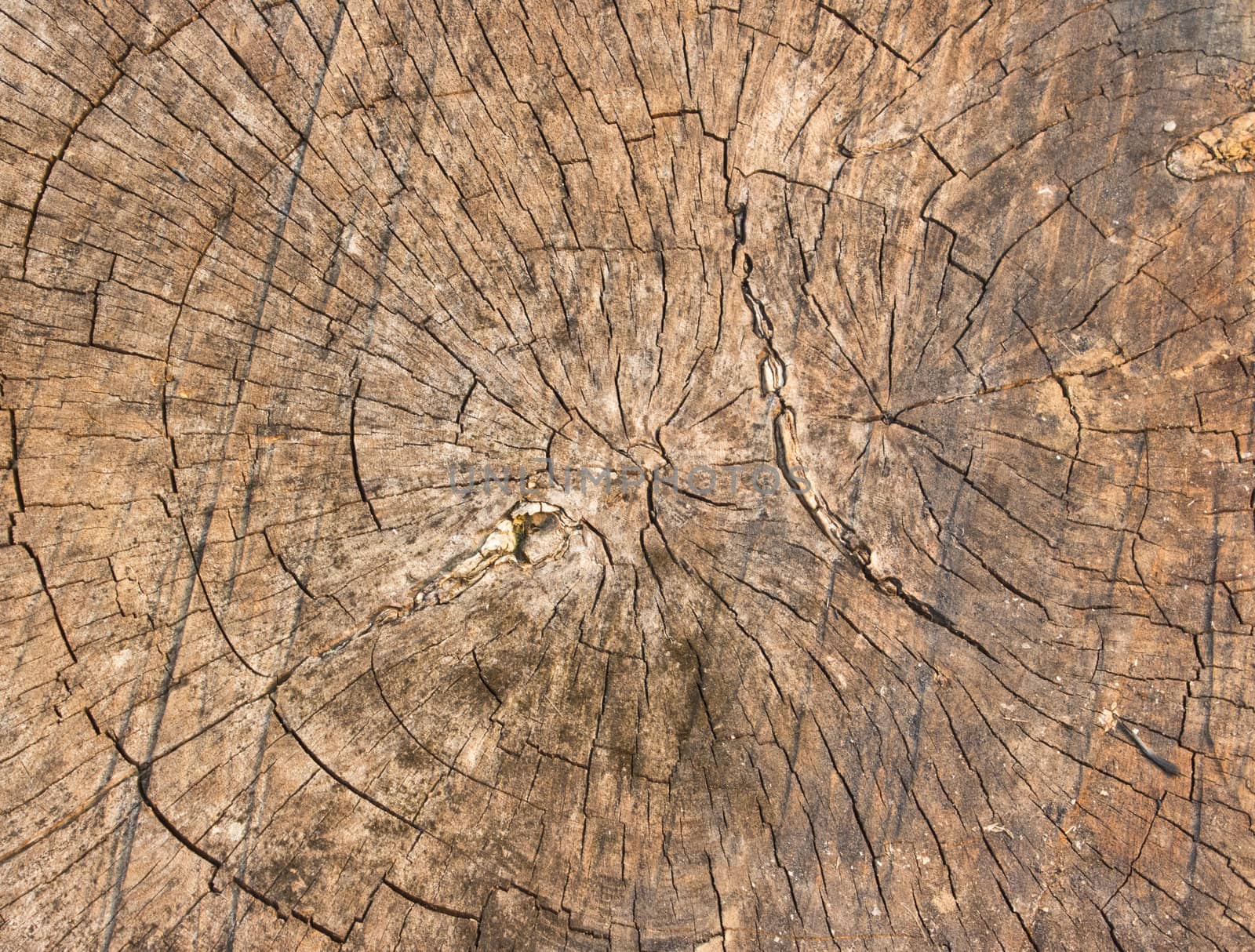 texture of tree stump. The age of the tree.