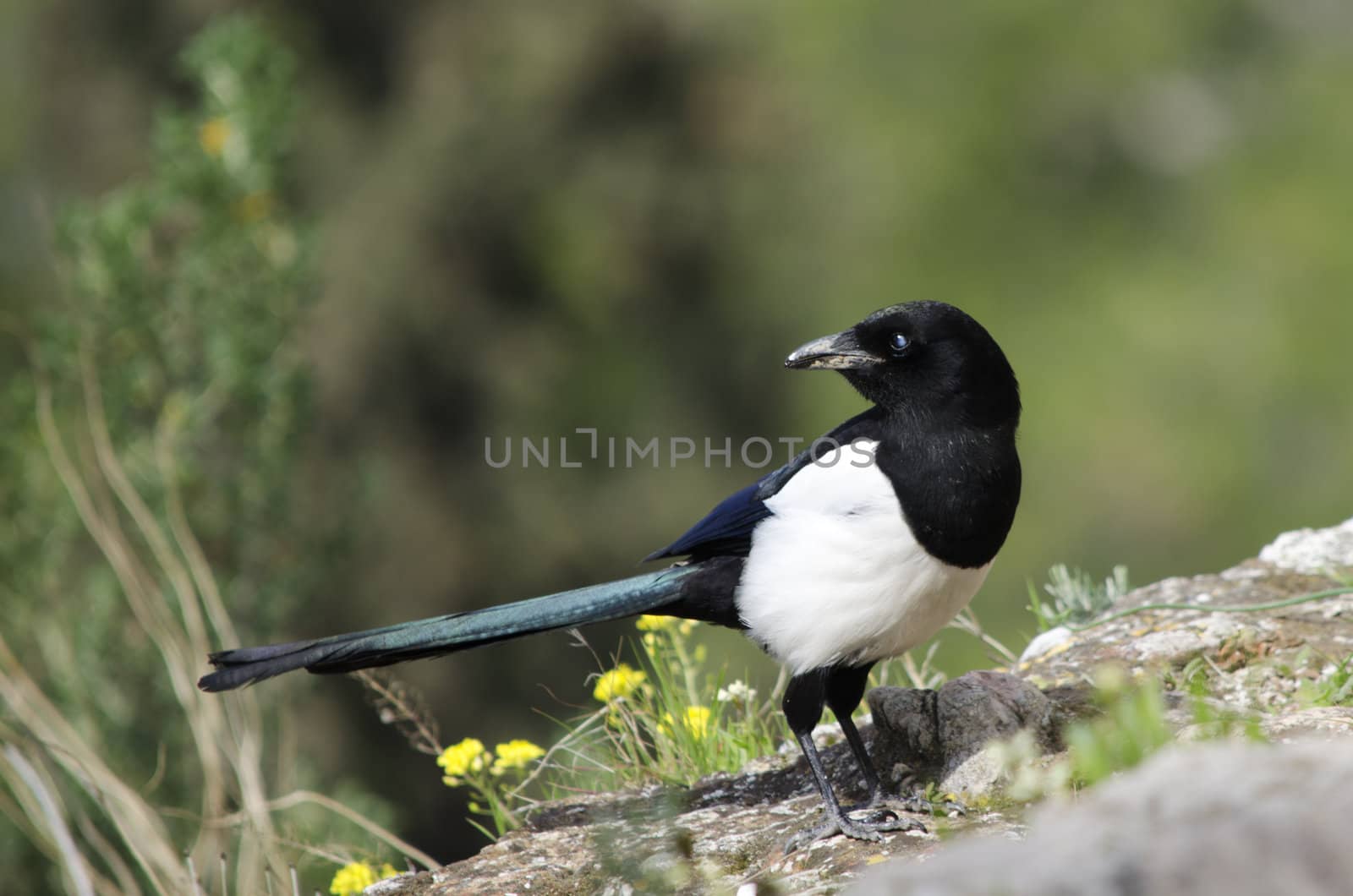 Authentic wildlife picture of a magpie in its natural environment.