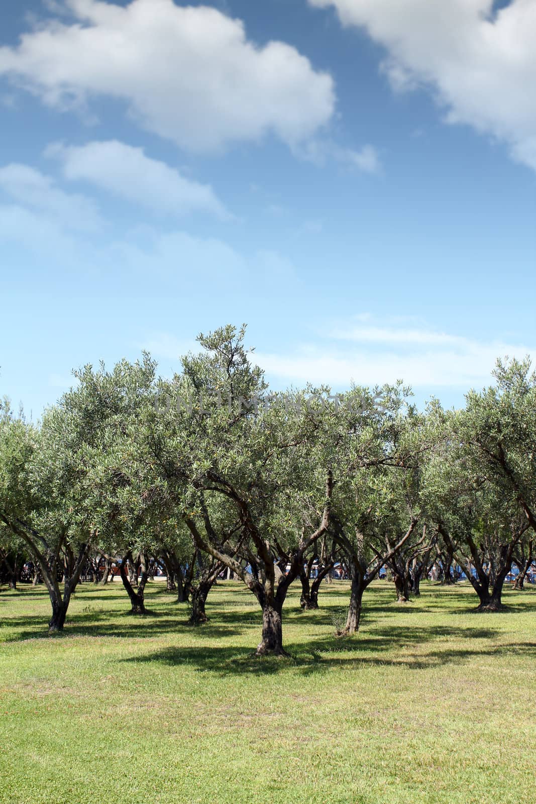 olive trees nature summer scene greece