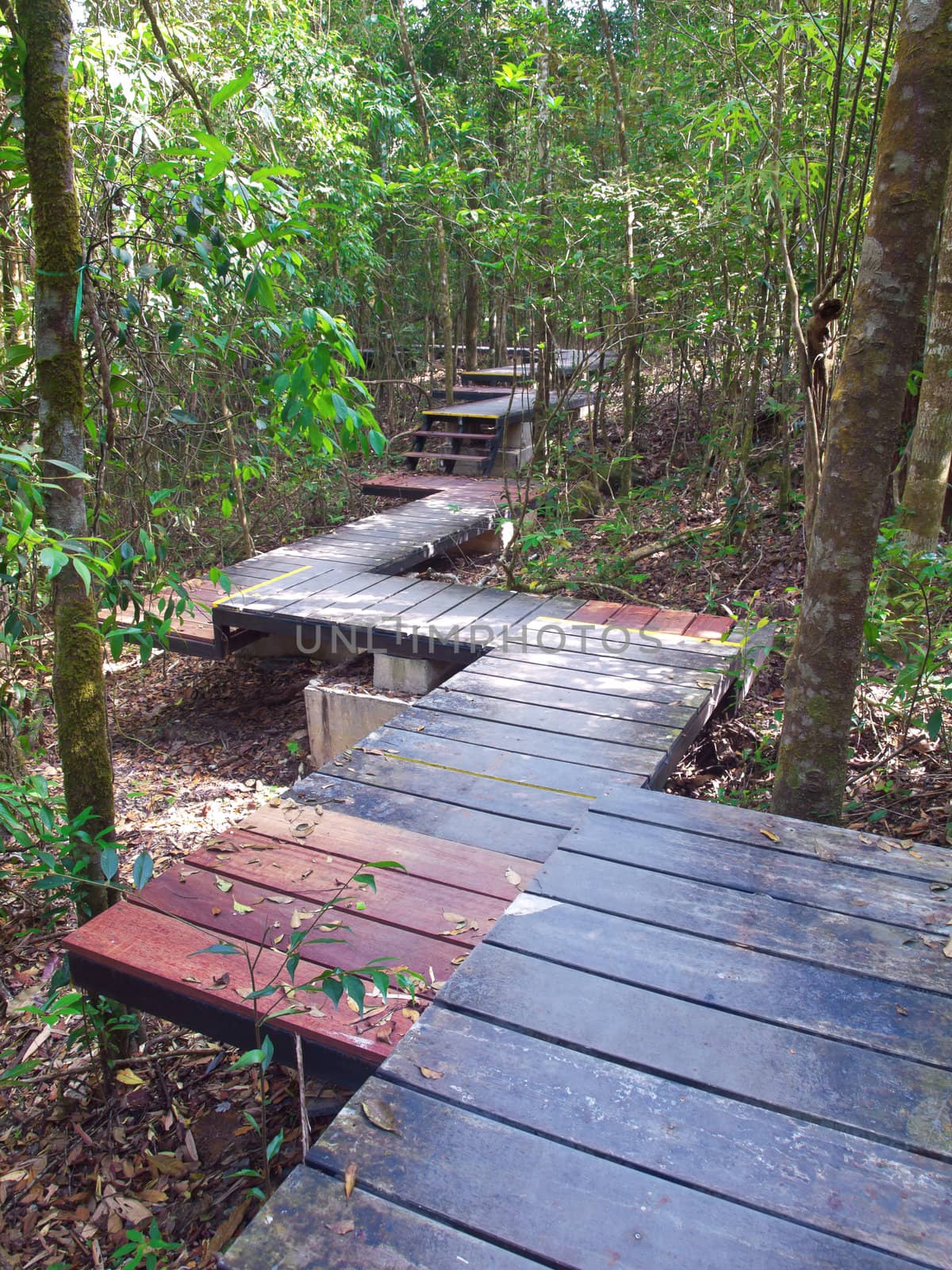 Boardwalk among trees lead to deep forest
