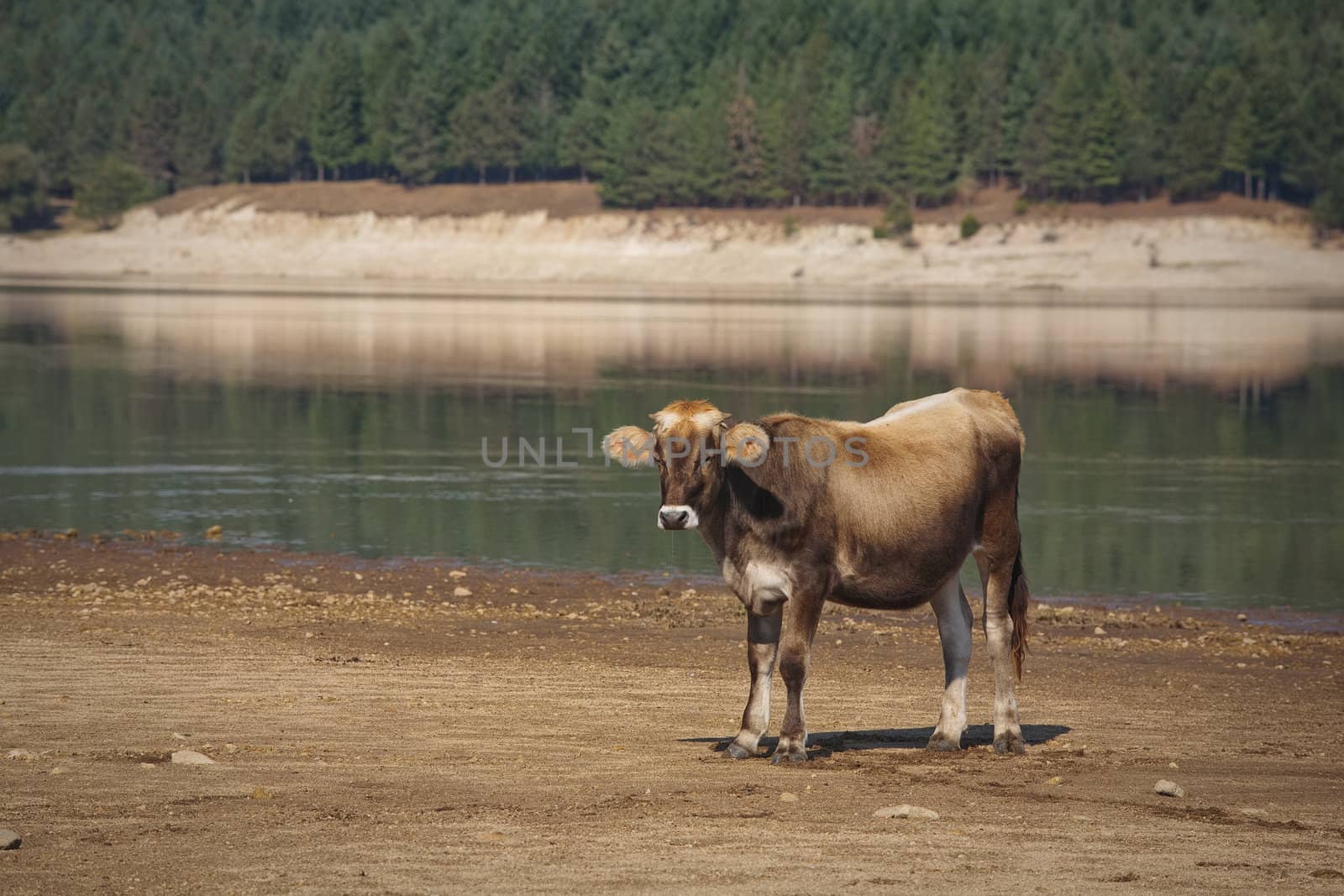 Calf standing by the lake in some wetlands of Calabria, Italy.