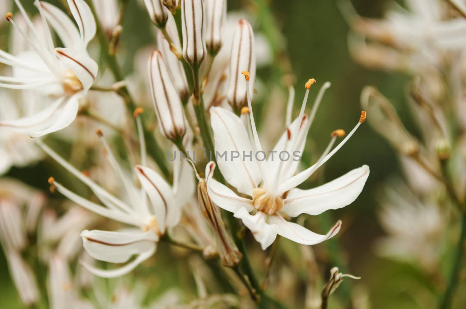 Exotic white flower. Selective focus.