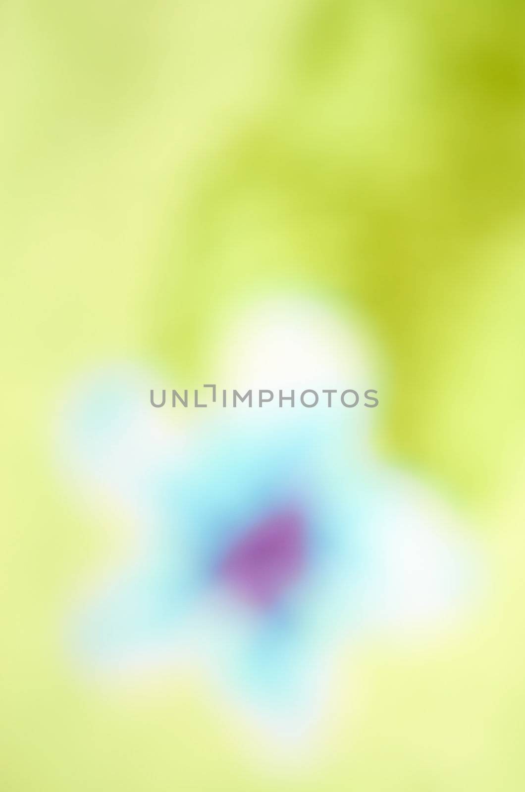 Unusual  bright tender flower as fuzzy blurred background