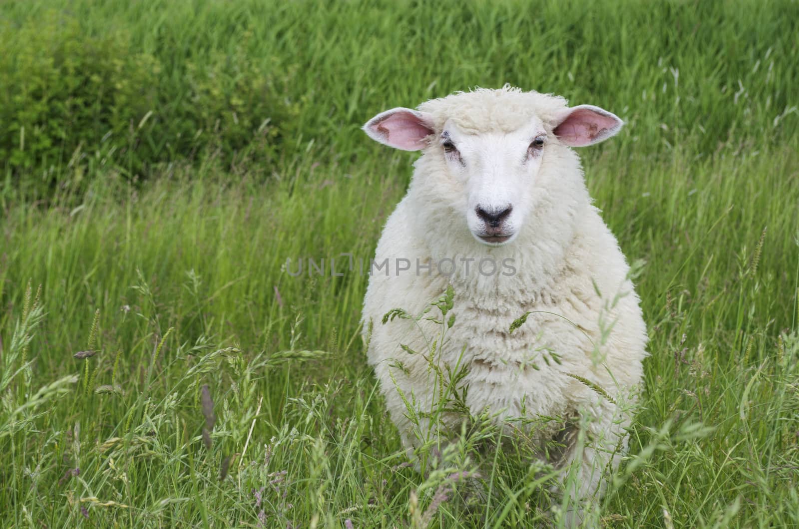 A cute sheep on a green meadow looking directly into the camera.