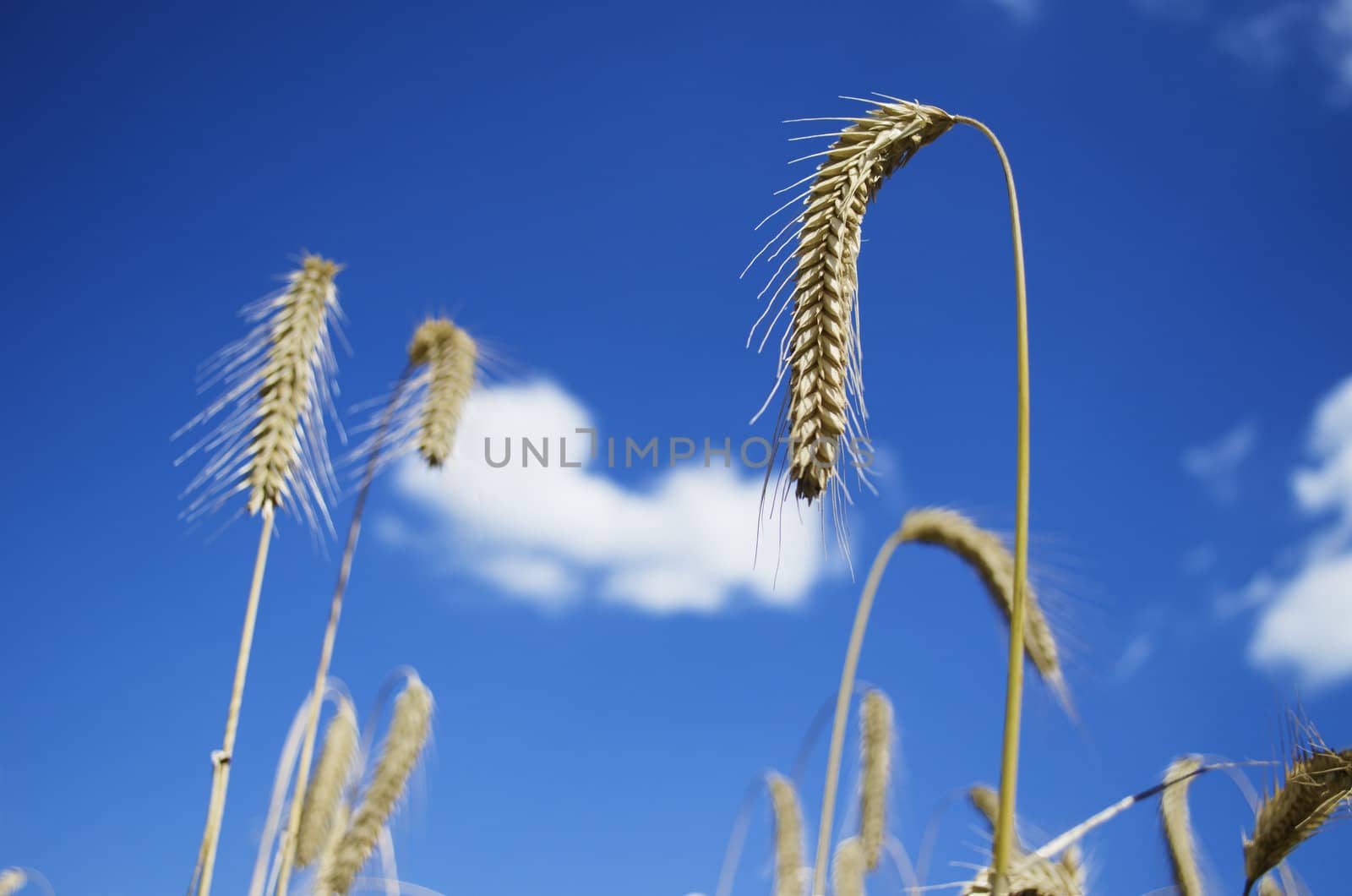 Rye stalks by nprause