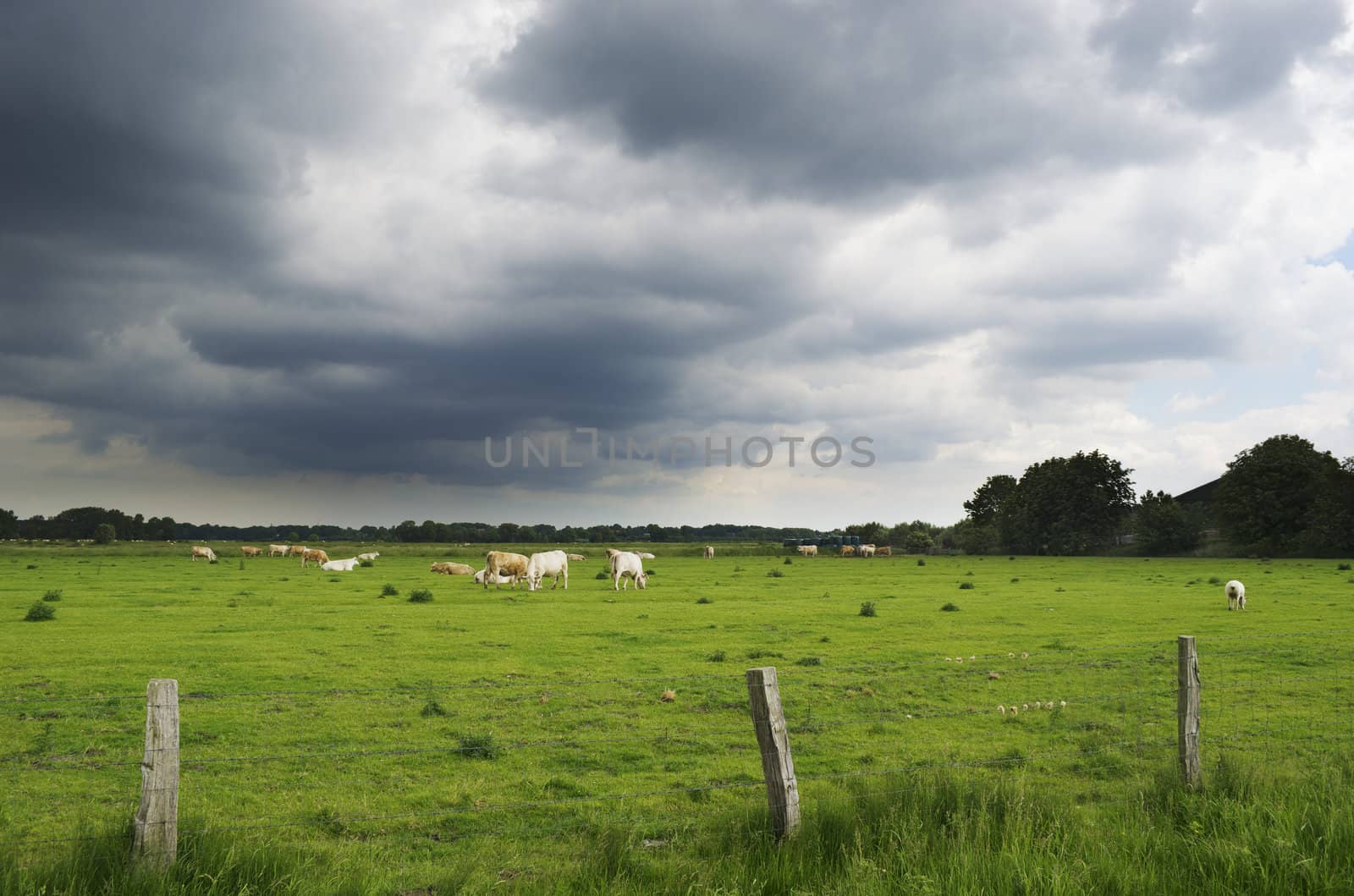 A pasture with cattle. Dark clouds are gathering in the sky.