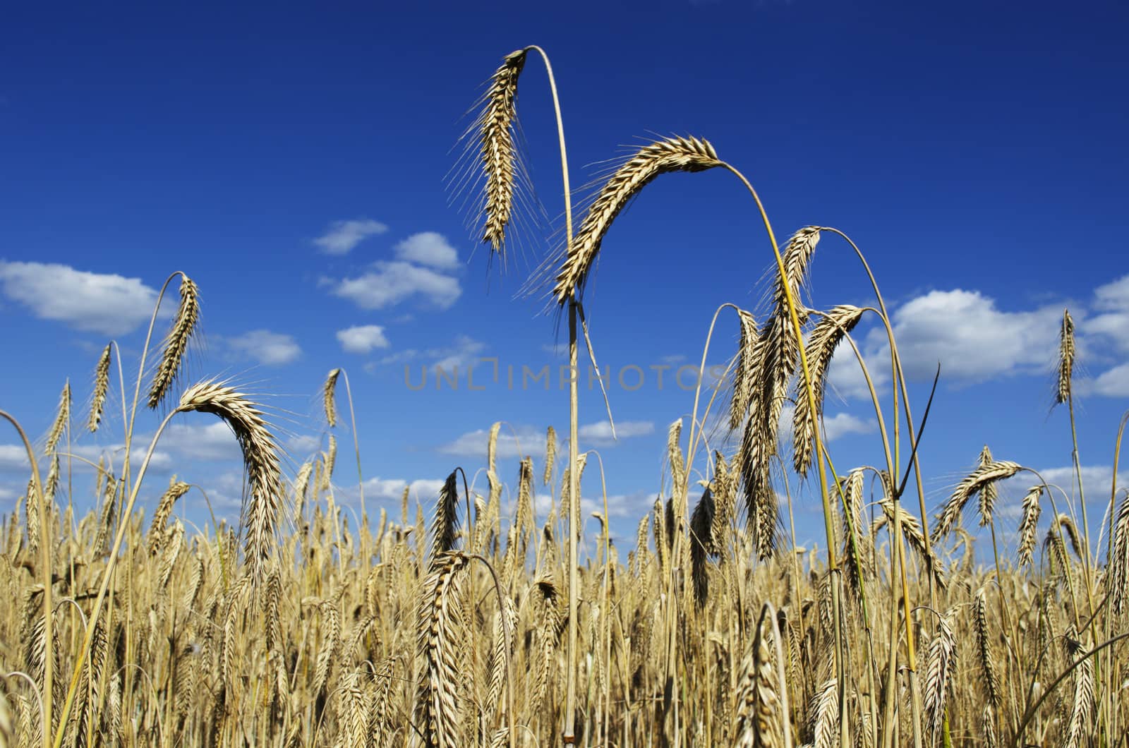 A field of ripe rye on a sunny summer day.