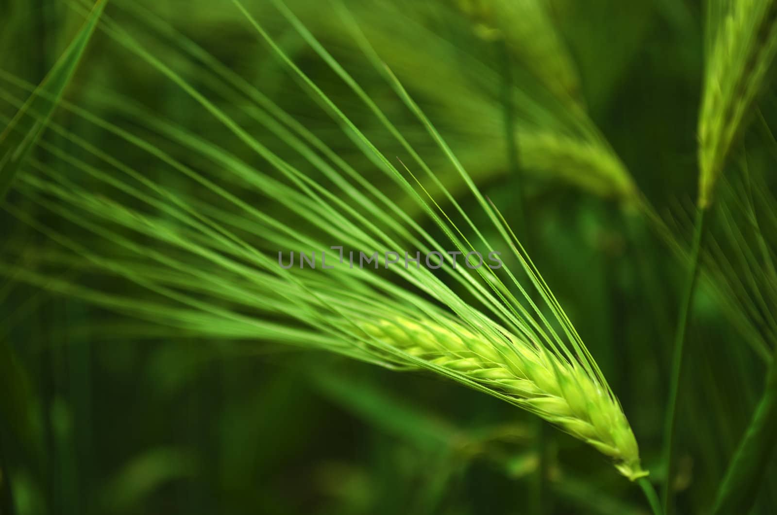 Barley seed head by nprause