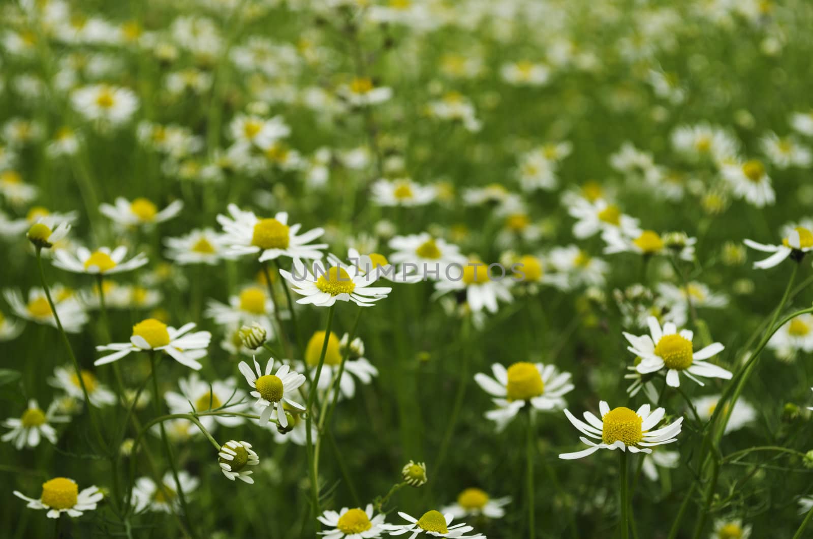 A field of chamomile. Shallow depth of field. Focus on foreground plant.