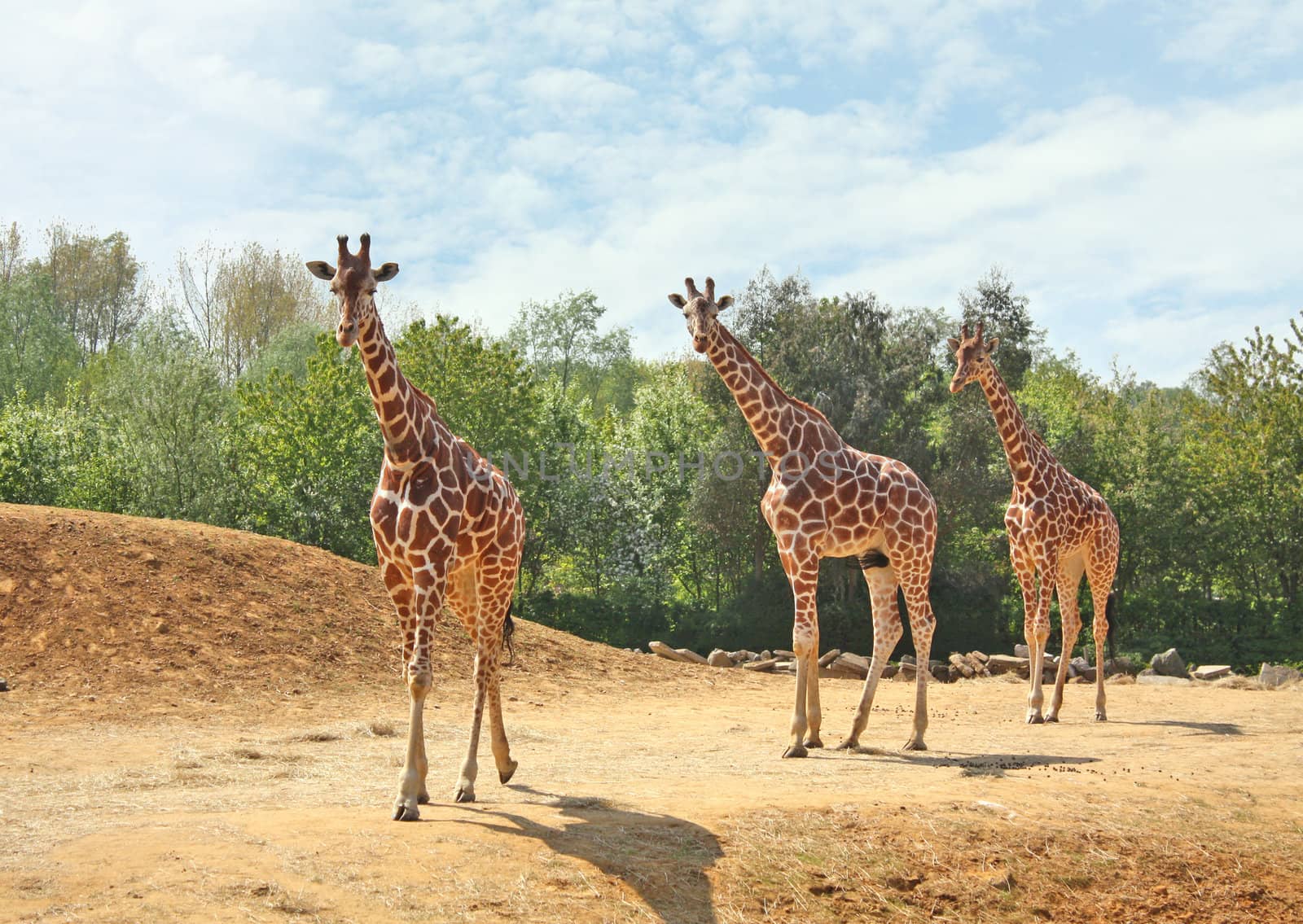 Family of giraffes by Brigida_Soriano