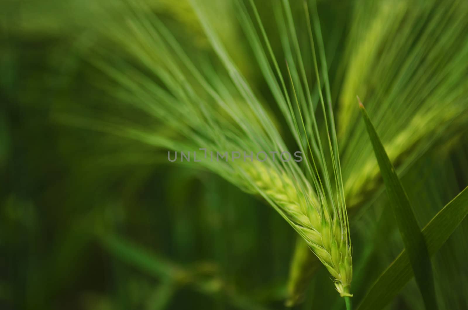 The seed head of young green barley. Shallow depth of field.