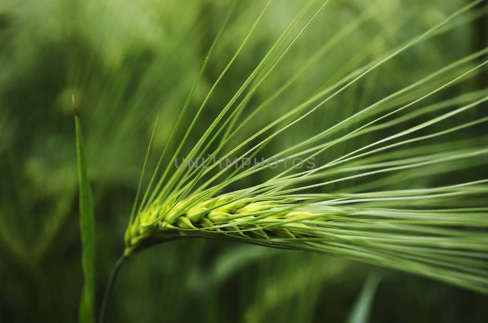 The seed head of young green barley. Shallow depth of field.