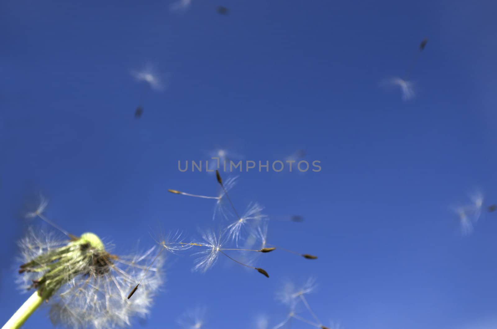 Dandelion Seeds or the blowball. Focus is set on the flying seeds in the middle of the picture.