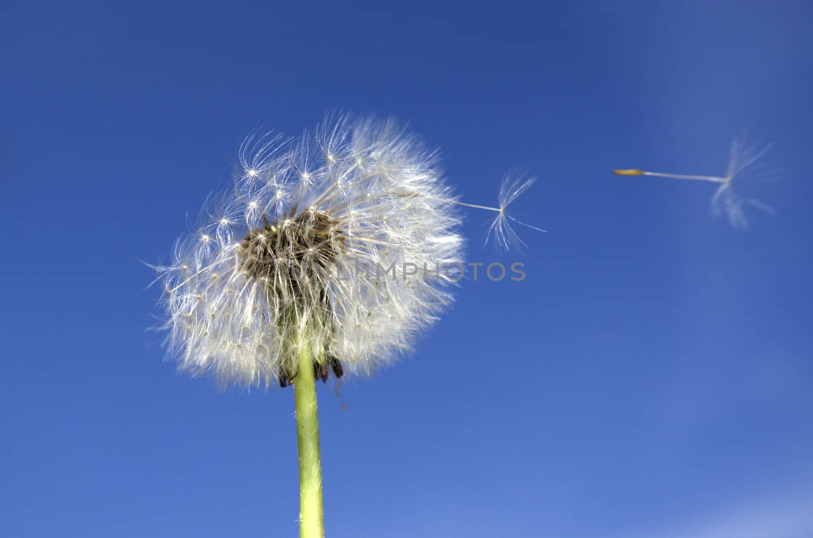 Dandelion seeds flying in the wind.