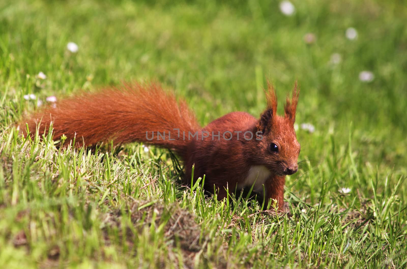 A red squirrel on a meadow with daisies.