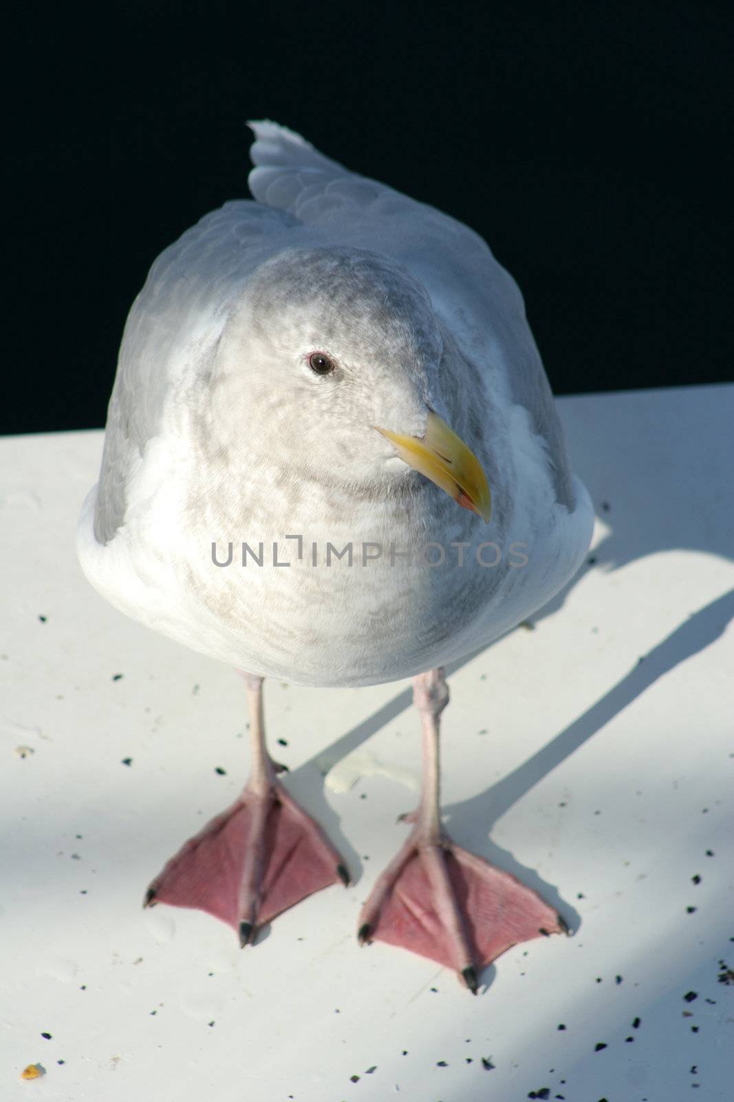 seagull in denmark