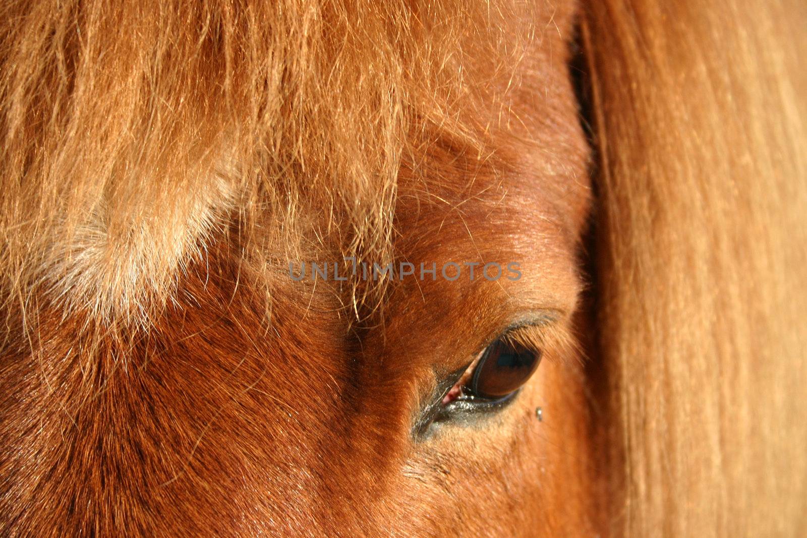 danish horses on a field in the summer 