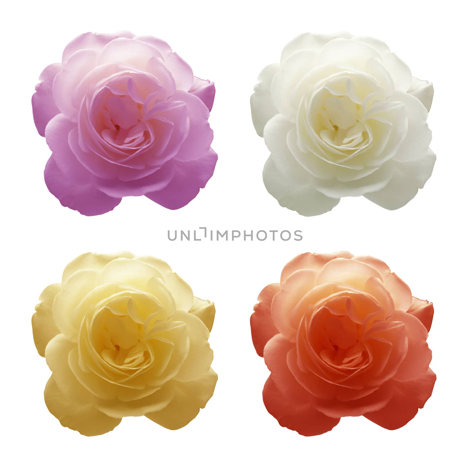 Four roses in four different colors. White, red, yellow and violet. Composition of four images.