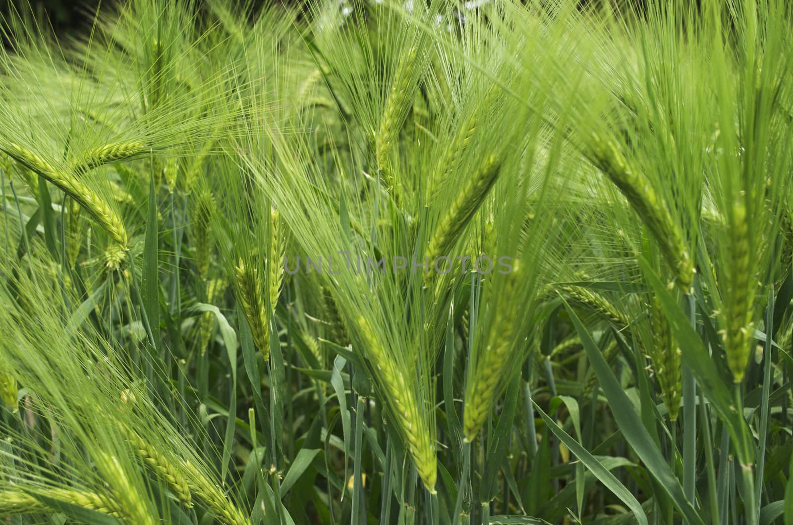 A field of young green barley. Shallow depth of field.