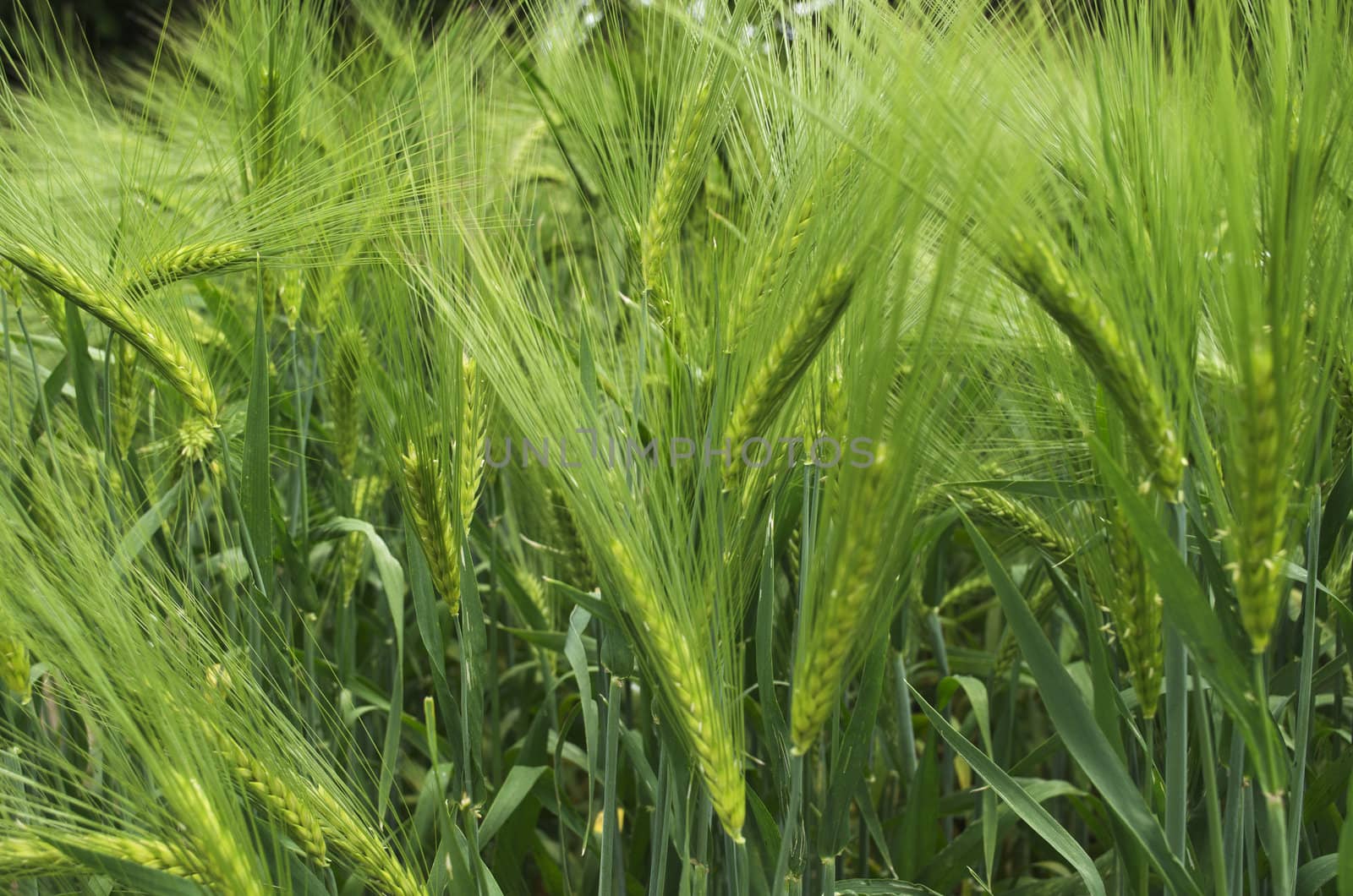 Barley corn by nprause