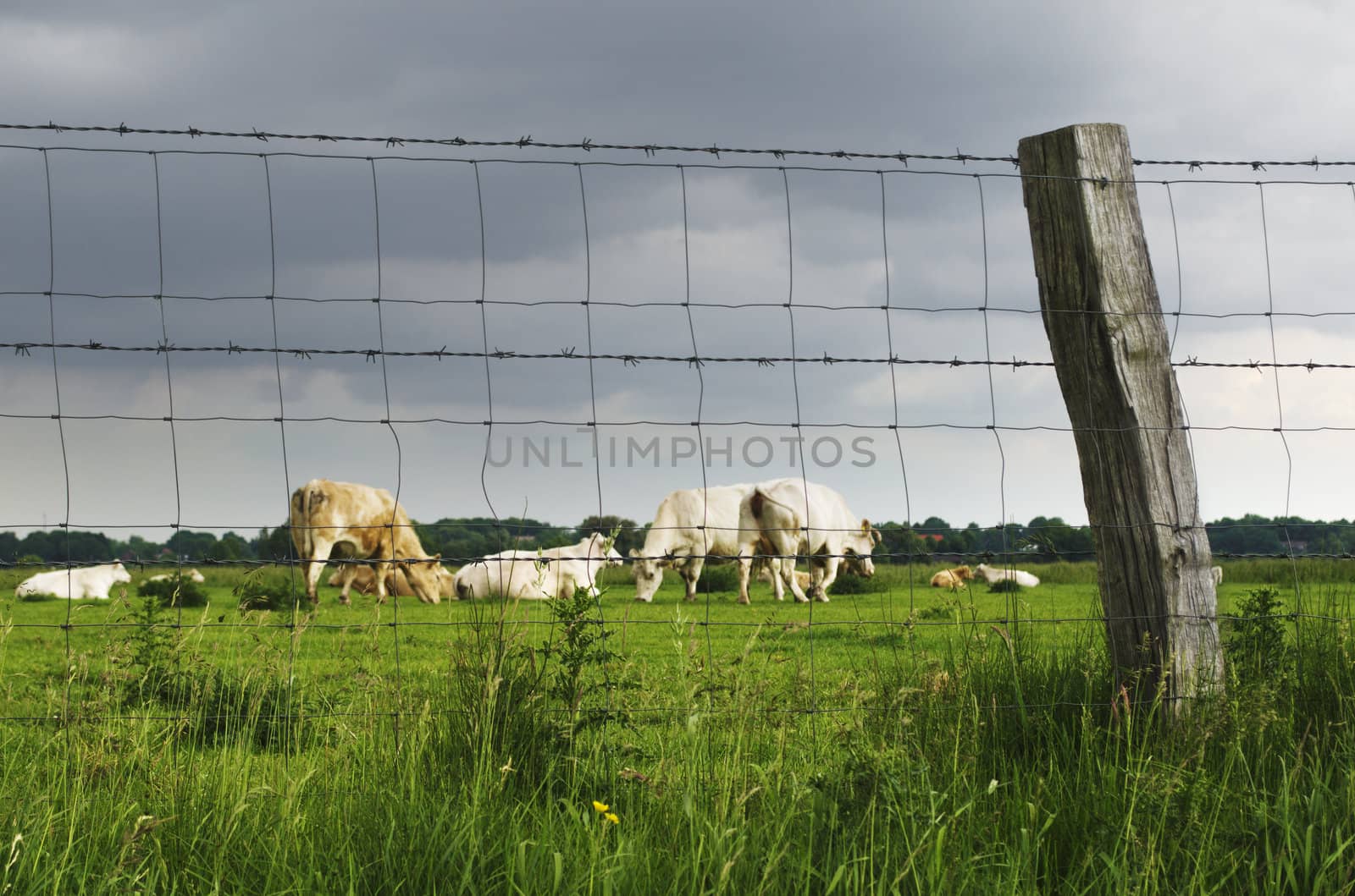 Behind the fence by nprause