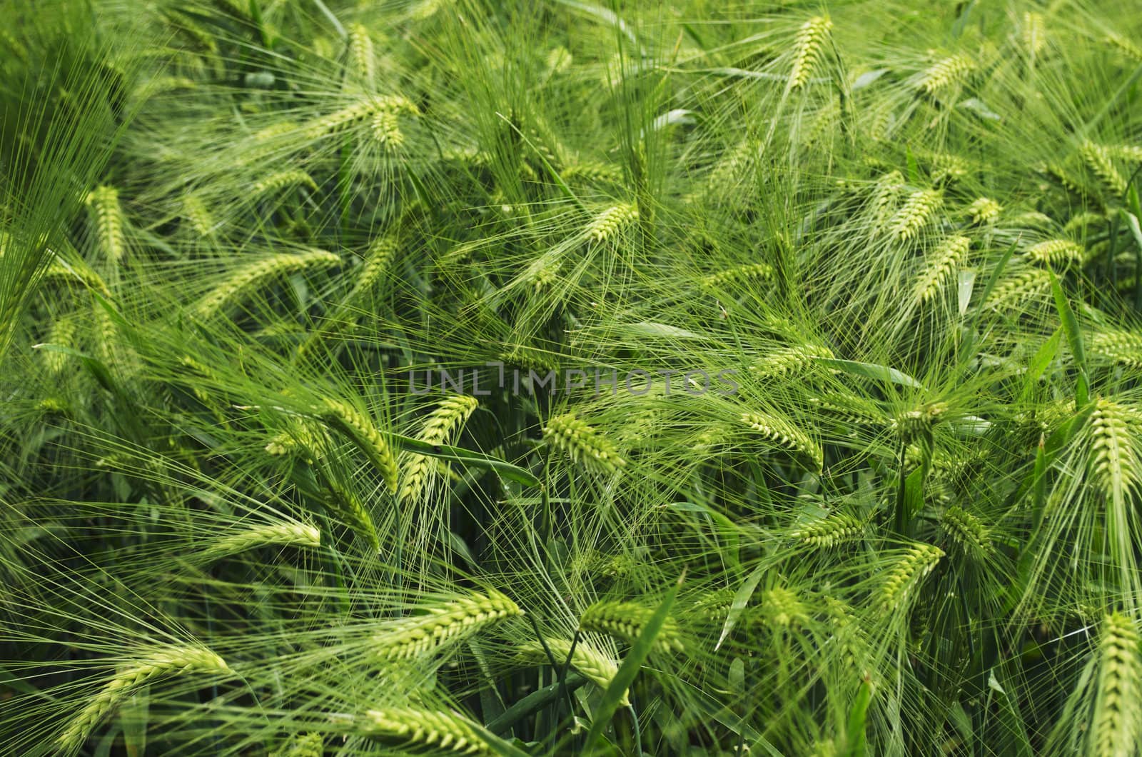A field of young green barley. Shallow depth of field. Focus on center of the picture.
