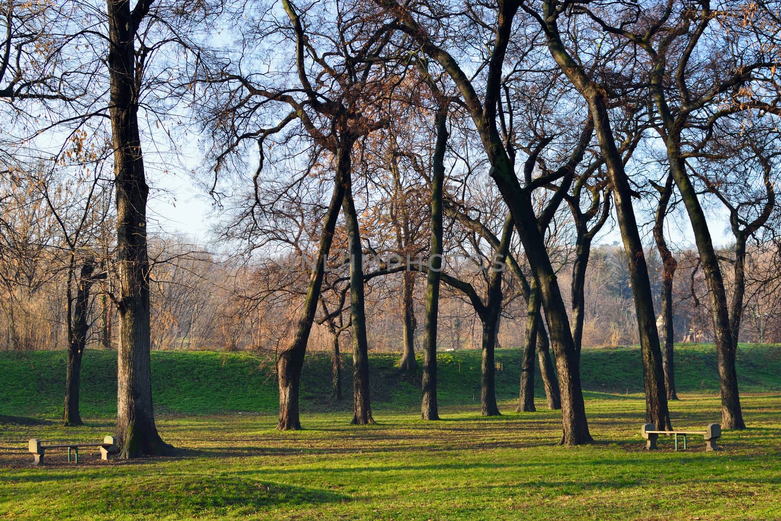 Early morning sun rays and shadows of trees in park