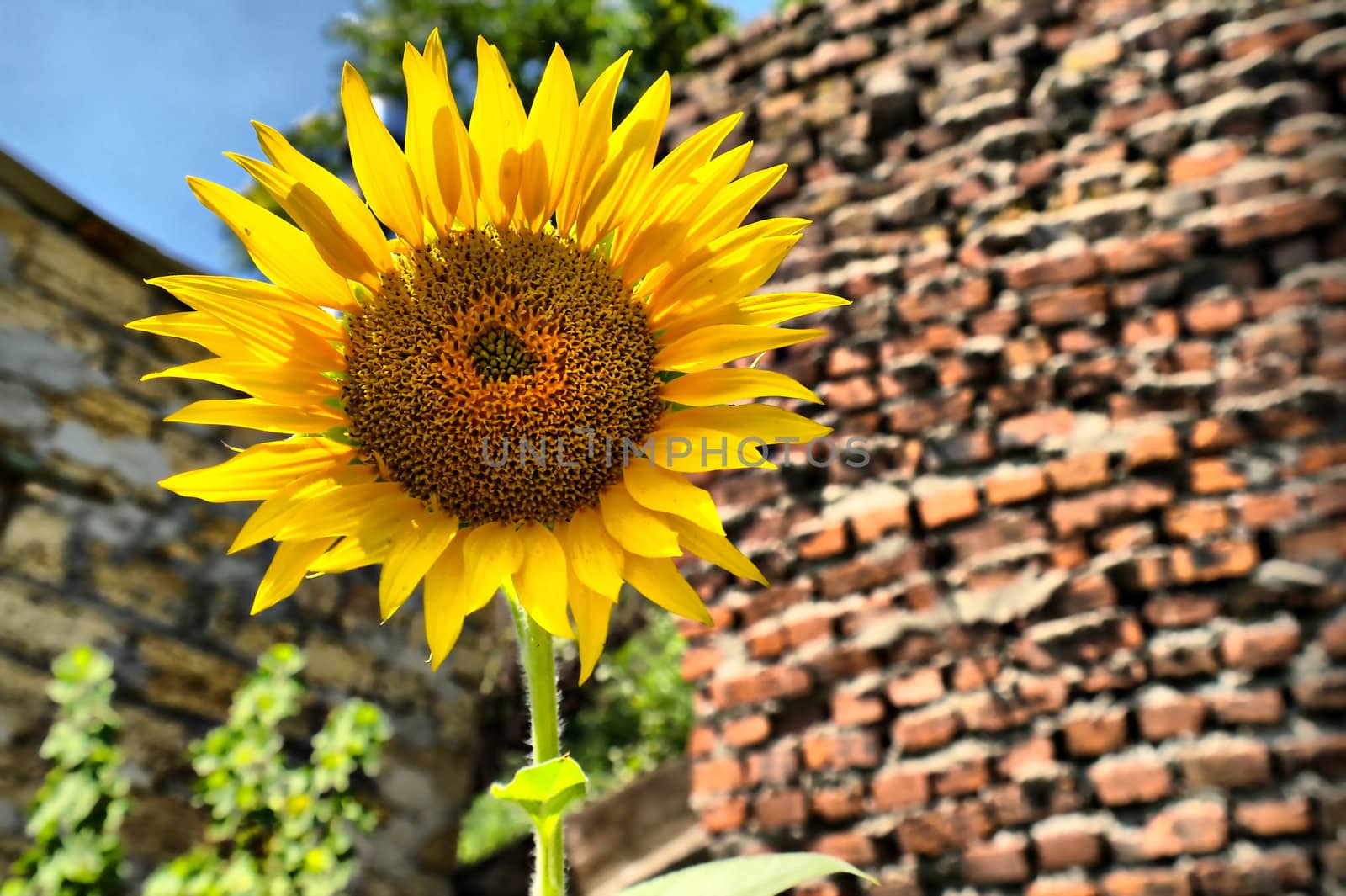 colorful sunflower on a background of red brick wall
