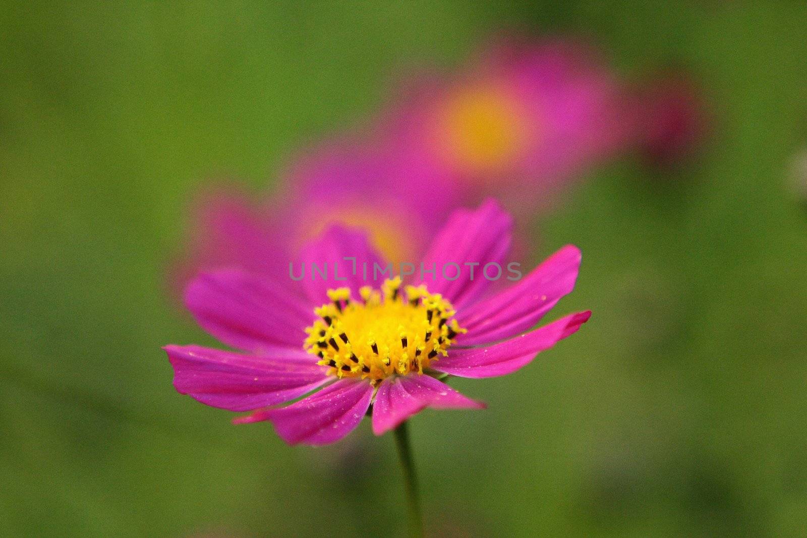 Cosmos Flower Green Background by cococinema