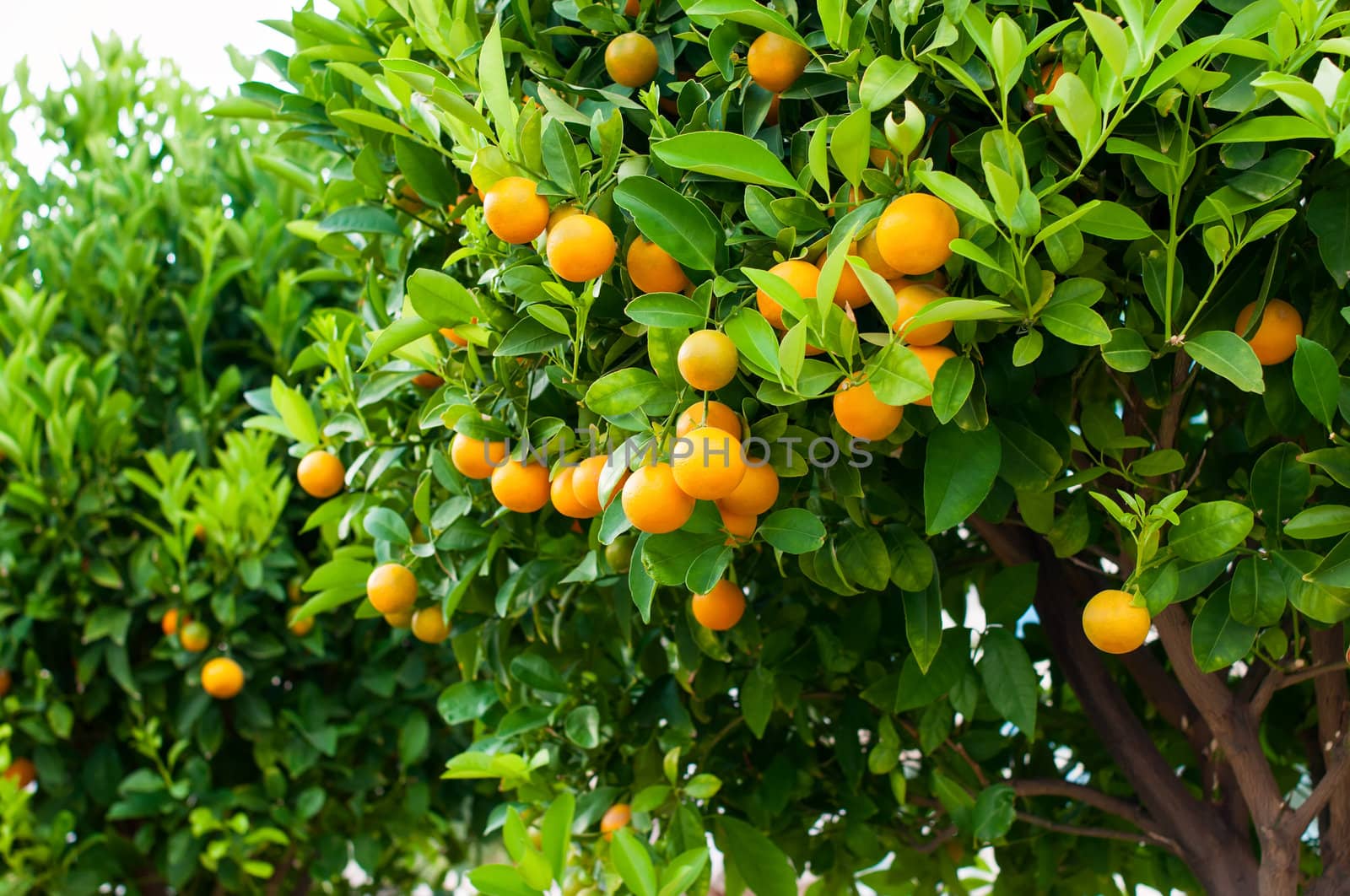 Branches with the fruits of the tangerine trees, Montenegro