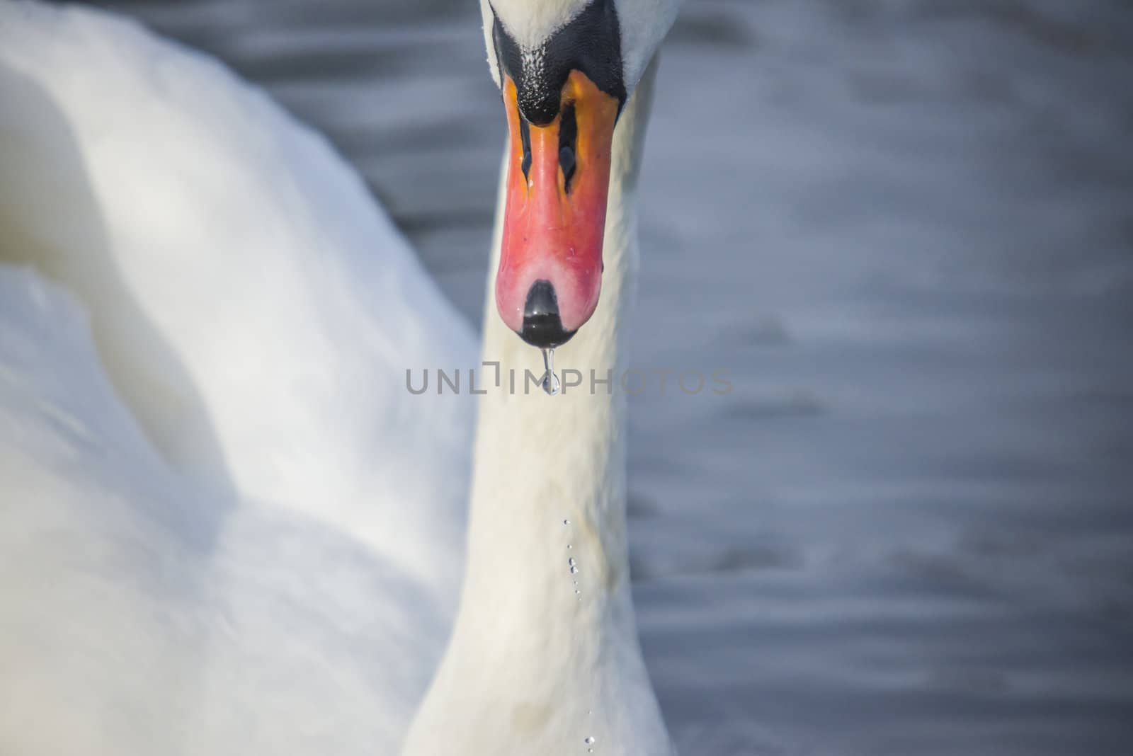 mute swan (cygnus olor) closeup by steirus