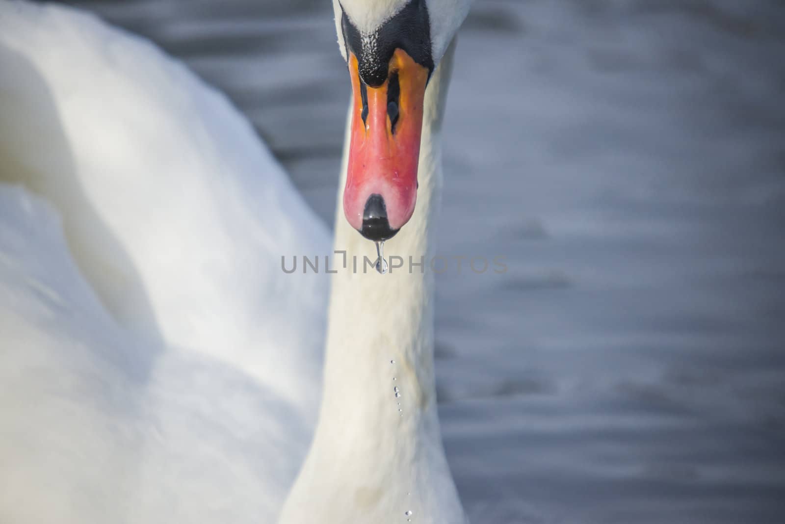 mute swan is a large wetland associated bird belonging to the duck family, the image is shot one february day in 2013 by tista river in Halden.