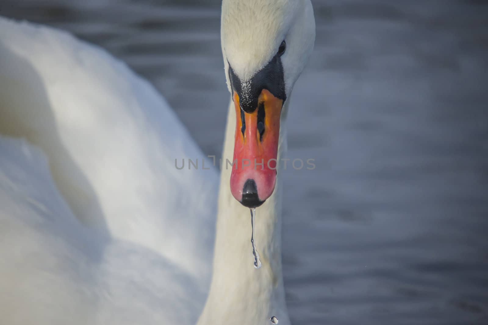 mute swan is a large wetland associated bird belonging to the duck family, the image is shot one february day in 2013 by tista river in Halden.