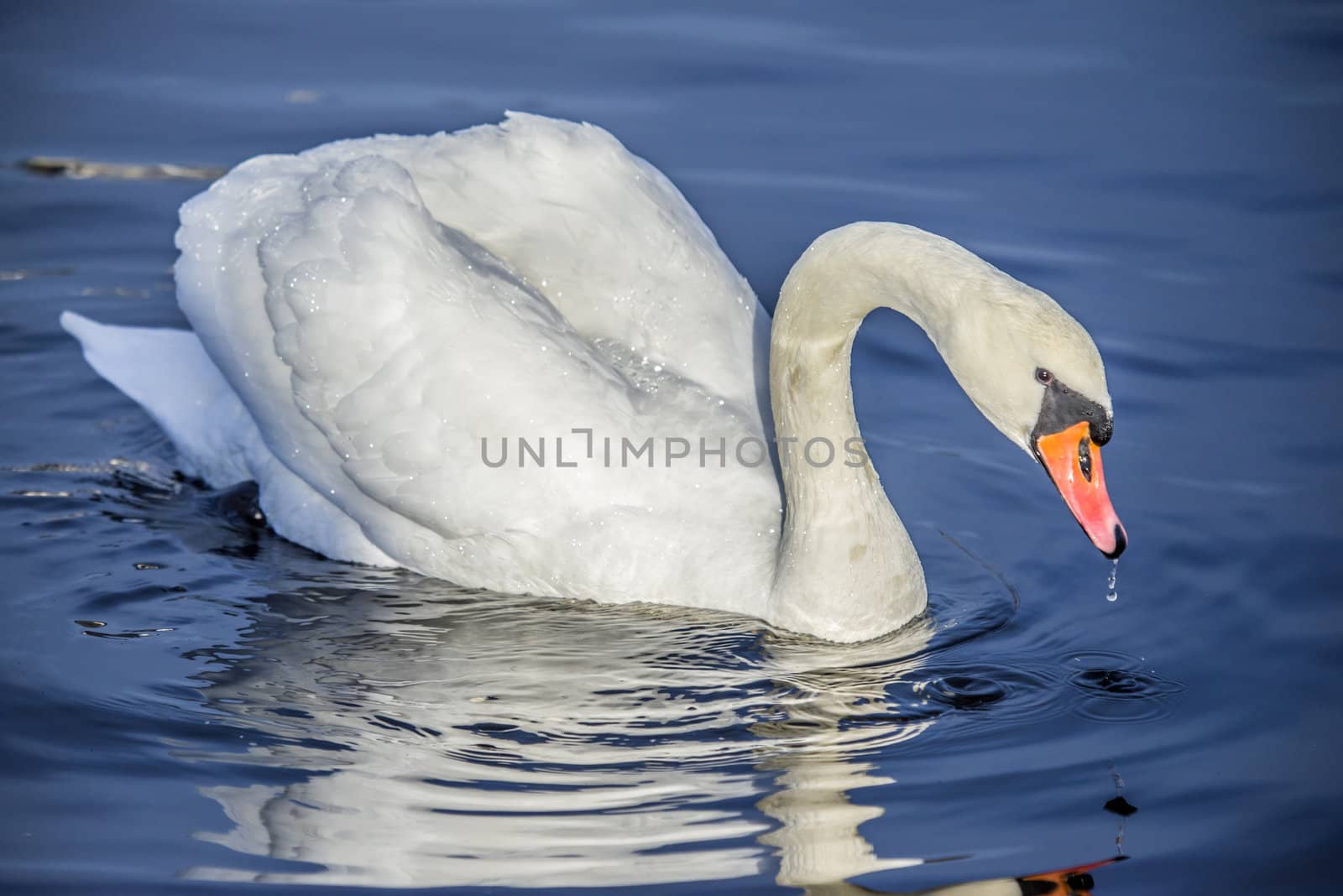 mute swan (cygnus olor) by steirus