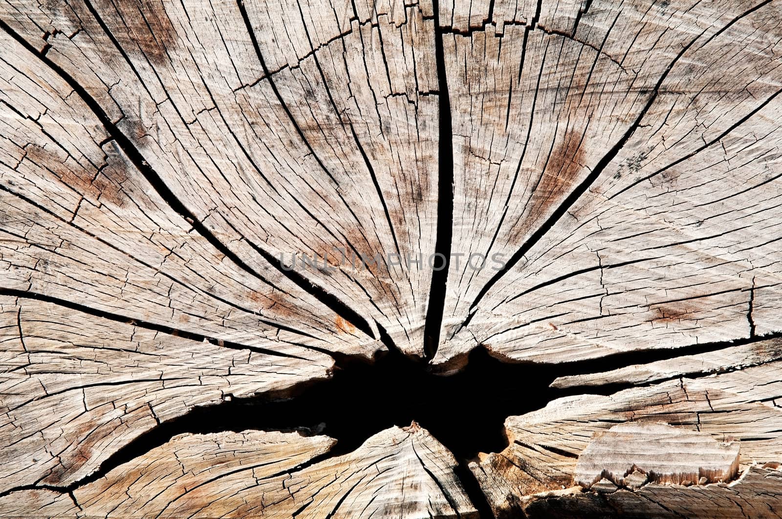 Cross-section of a tropical tree